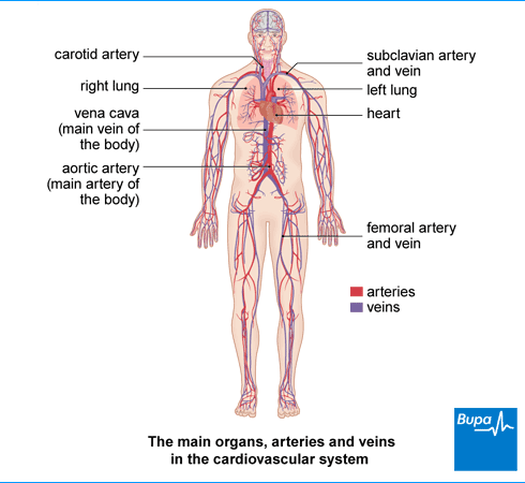 Cardovascular System Human Biology